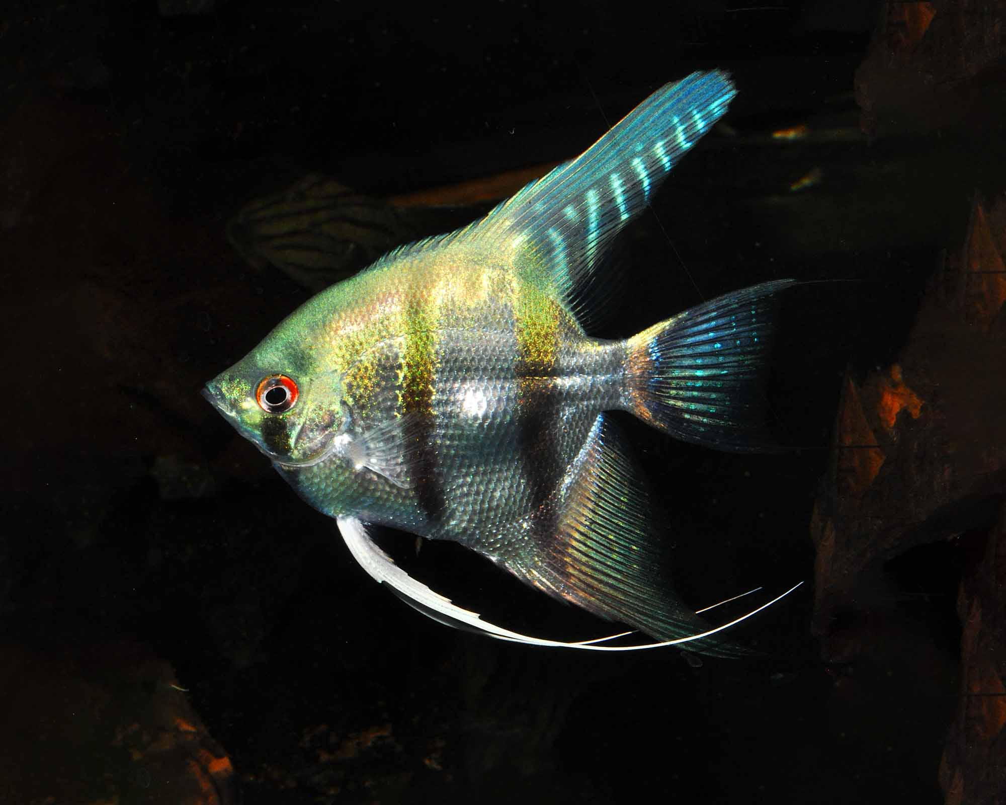 Blue Pearl Angelfish (Pterophyllum scalare)